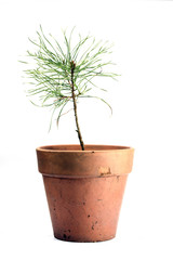 Plant in Terracotta Chipped Pot