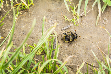Beetle viewed from below.