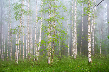 morning in birch forest in thick fog