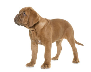 puppy Dogue de Bordeaux