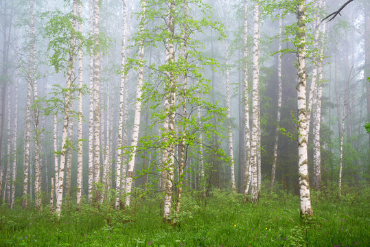 Fototapeta morning in birch forest in thick fog