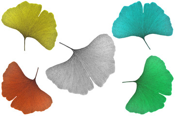 Ginkgo leaf, Ginkgo biloba, on white background