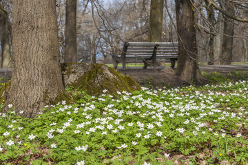 Springtime In The Park