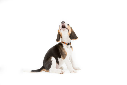 Happy Beagle Puppy On Isolated Background