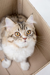 Lovely tabby persian cat playing in the paper box