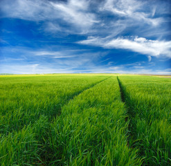 Green Wheat field