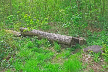Fototapeta premium Bois de Vincennes
