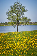 Drzewo nad jeziorem © Mariusz Stoszewski