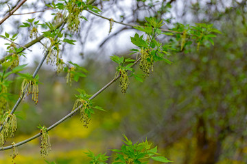 Maple American