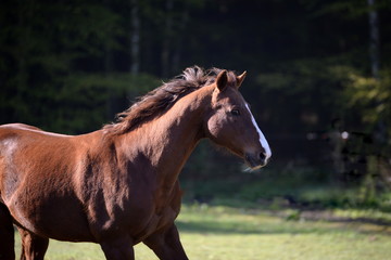 Obraz premium Augenblick, Fuchswallach in der Morgensonne