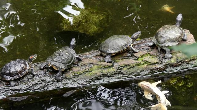 Group of turtles resting on log