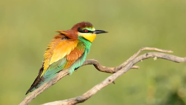 European bee-eater (Merops apiaster) on a branch. 