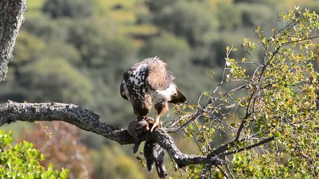 Bonelli's eagle on tree branch eating a rabbit
