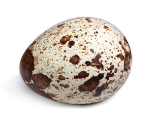 Quail egg isolated on a white background with clipping path