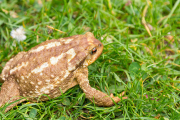 common toad (Bufo bufo) in the grass