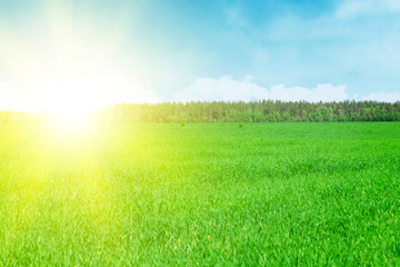 Obraz na płótnie Canvas Green grass field and blue sky with clouds
