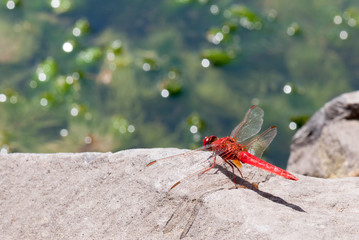 Red dragonfly