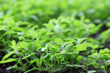 fresh plant background.