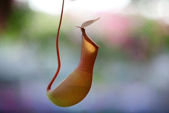 tropical pitcher plant