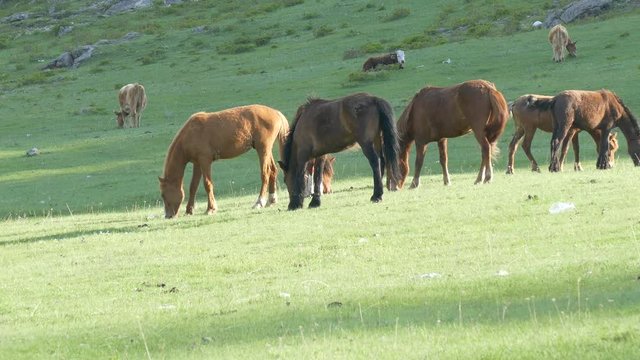 Horses Grazing In A Mountain Meadow