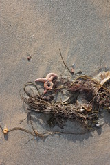 Морская звезда на берегу.