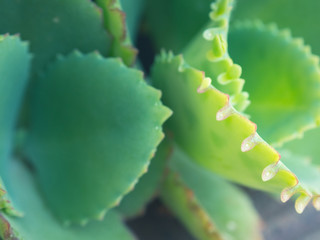 Mother of Thousands tree