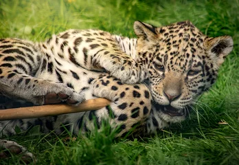 Wandcirkels tuinposter Cute jaguar cub © Zita Stankova