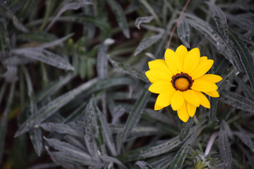 yellow flower background.