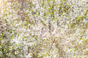 Bushes cherry blossoms in the sun light