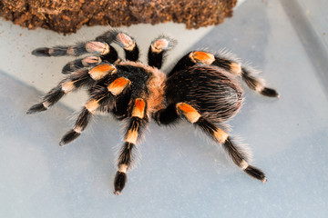 Tarantula Brachypelma Smithi