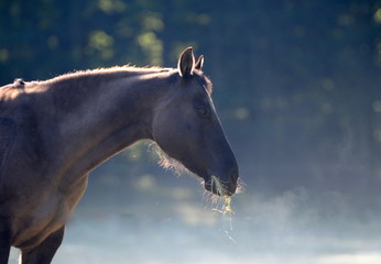 breakfast in the morning sun, Quarter Horse eating hay in the morning sun