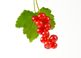 Fresh red currants