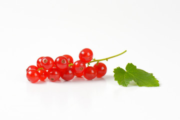 Fresh red currants
