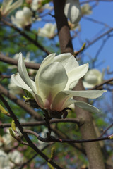 Fototapeta na wymiar White flowers of magnolia