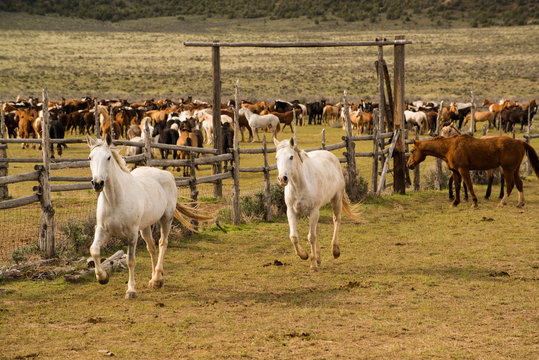 Herd of horses being rounded up into western corral.