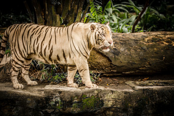 White Tiger in Sigapore Zoo 2016