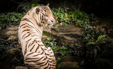Fototapeta premium White Tiger in Sigapore Zoo 2016