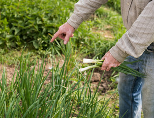 Farmer harvesting green onions