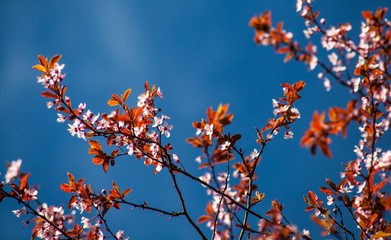 Detail of branches with little red leaves
