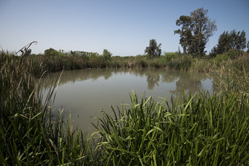 pond in nature