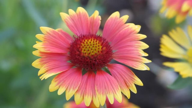 Close up of a red and yellow blanket flower, gaillardia, in a garden in Peru, gently blowing in the wind