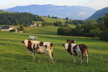 Fototapeta na wymiar Cow in a field in France 