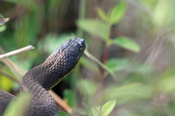 Yellow-bellied water snake in foliage in North Point State Park, MD