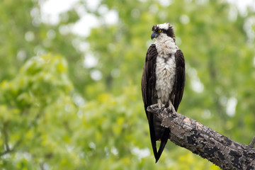 Osprey perched in tree in North Point State Park, MD