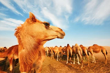 Peel and stick wall murals Camel Herd of camels