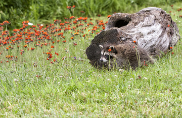 Baby raccoon exploring
