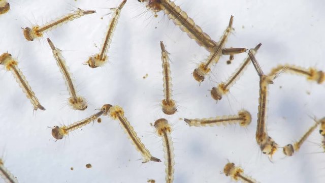 Aedes aegypti Mosquito Larva Seen With 15x Magnification. Transmits Zika Virus, West Nile, Chikungunya virus and Malaria