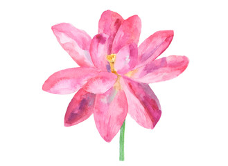 lotus flower isolated, watercolor illustration