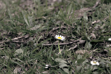 Madelijfje in het gras