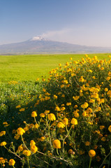 Landscape of Sicily: yellow daisies in the fields of the Catania plain and Mount Etna in the distance